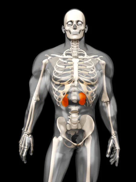 İnsan anatomisi görselleştirme - böbrekler — Stok fotoğraf