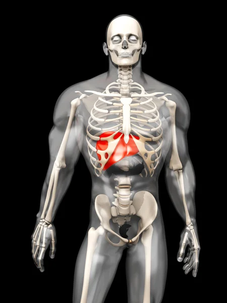 Human Anatomy visualization - the Liver in a semi transparent Bo — Stock Photo, Image