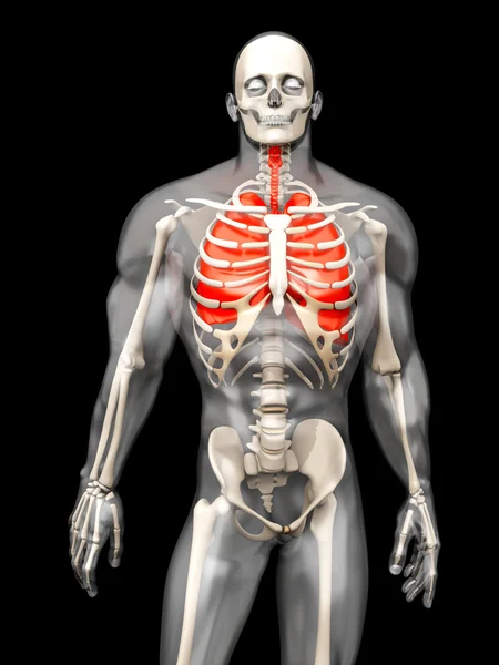 Human Anatomy visualization - the Lungs in a semi transparent Bo — Stock Photo, Image