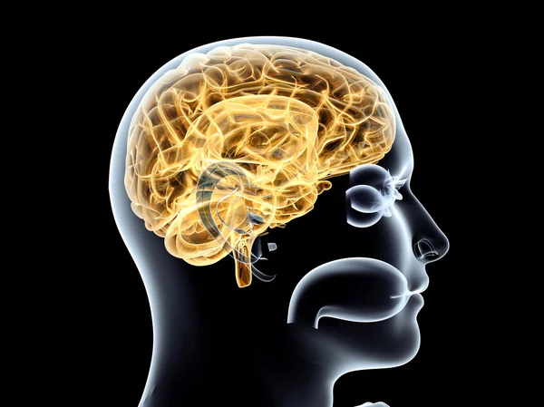 Cerebro humano — Foto de Stock