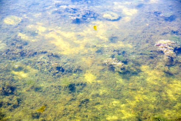 Морские водоросли в озере — стоковое фото