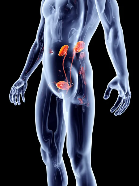 Internal Organs - Urinary system — Stock Photo, Image