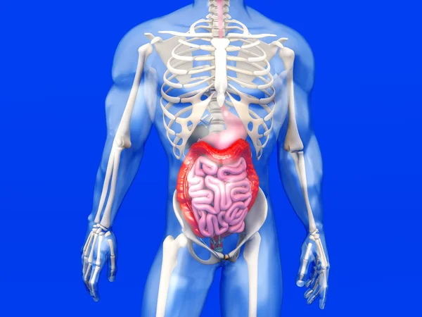 Human Anatomy visualization - Digestive system — Stock Photo, Image