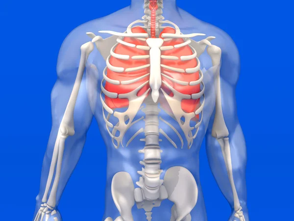 Visualisation de l'anatomie humaine - les poumons dans un Bo semi transparent — Photo
