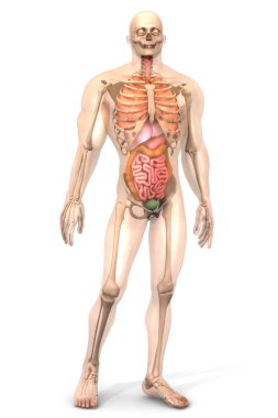 Human Anatomy visualization - Internal Organs	 clipart