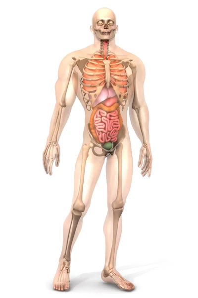Visualização da anatomia humana - Órgãos internos — Fotografia de Stock