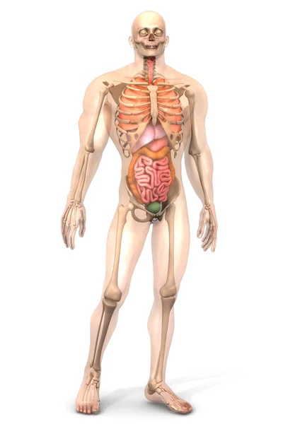 Visualización de la anatomía humana - Órganos internos — Foto de Stock