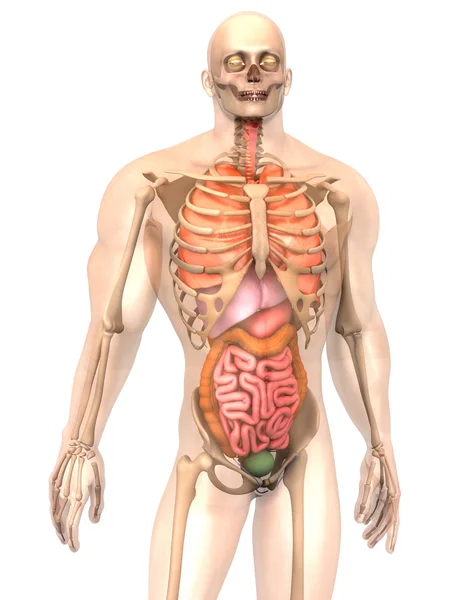 Visualização da anatomia humana - Órgãos internos — Fotografia de Stock