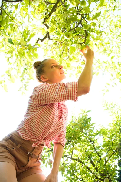 Молодая женщина собирает органические яблоки в своем саду — стоковое фото