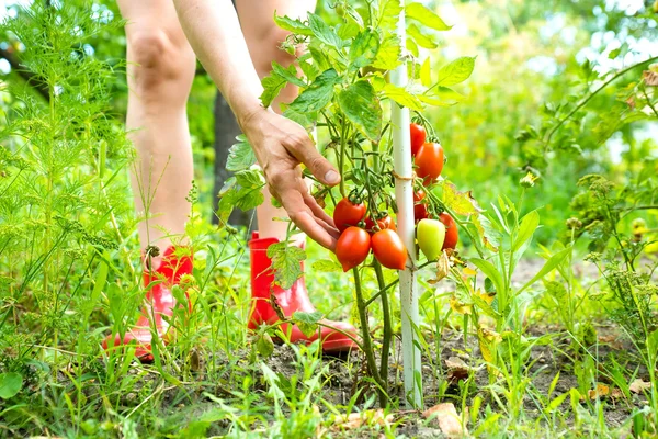 Tomat organik di kebun — Stok Foto