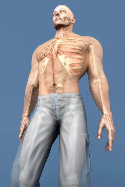 Visualización de la anatomía humana - Órganos internos — Foto de Stock