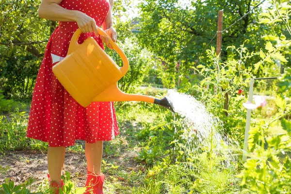 Woman watering the plants — Stock Photo, Image