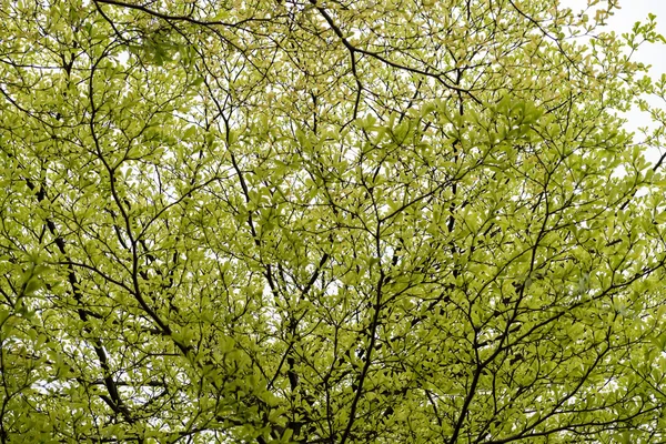 Młode liście drzew wiosną — Zdjęcie stockowe