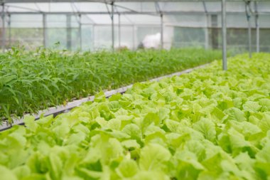 Ofis Binası greening