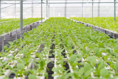 Ofis Binası greening