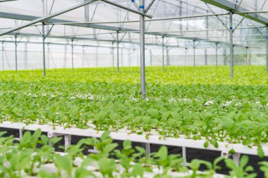 Ofis Binası greening