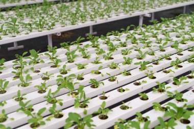 Ofis Binası greening
