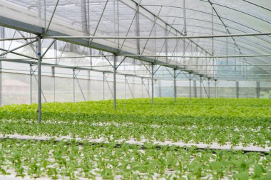 Ofis Binası greening