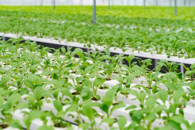 Ofis Binası greening