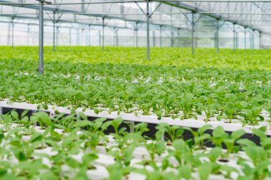 Ofis Binası greening