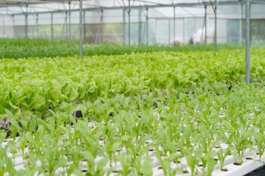 Ofis Binası greening