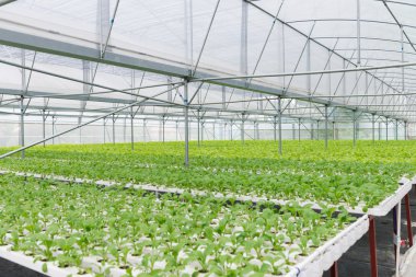 Ofis Binası greening