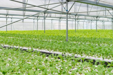 Ofis Binası greening