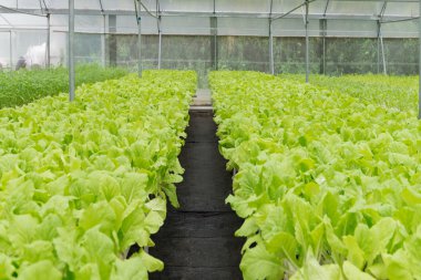Ofis Binası greening