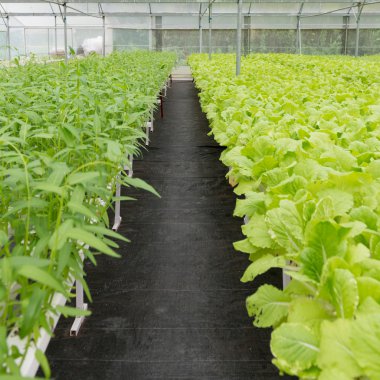 Ofis Binası greening