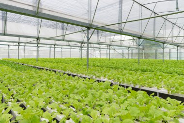 Ofis Binası greening