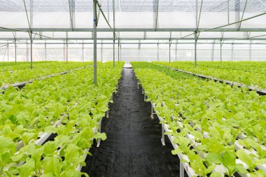 Ofis Binası greening