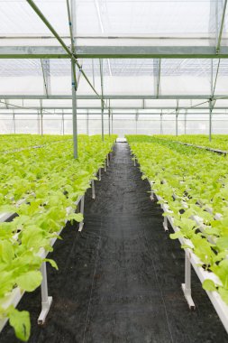 Ofis Binası greening