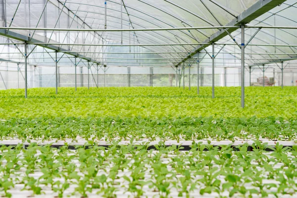 The greening of the office building — Stock Photo, Image