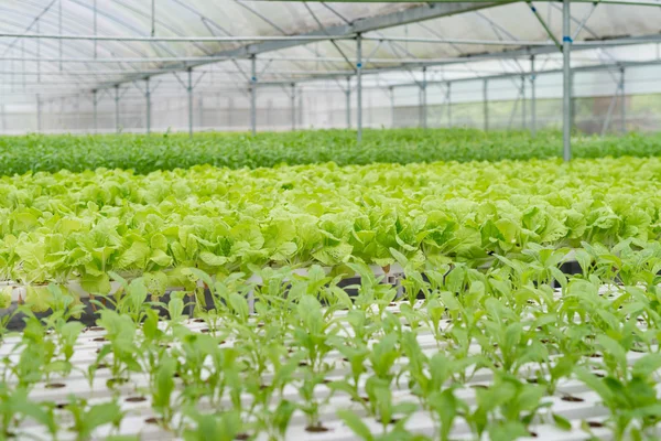 Ofis Binası greening