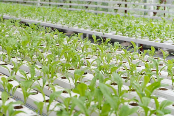 The greening of the office building — Stock Photo, Image