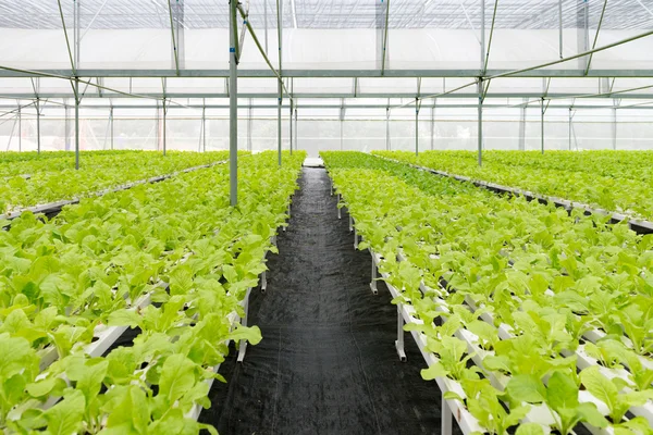 Ofis Binası greening