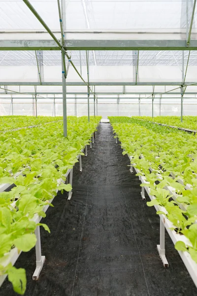 Ofis Binası greening