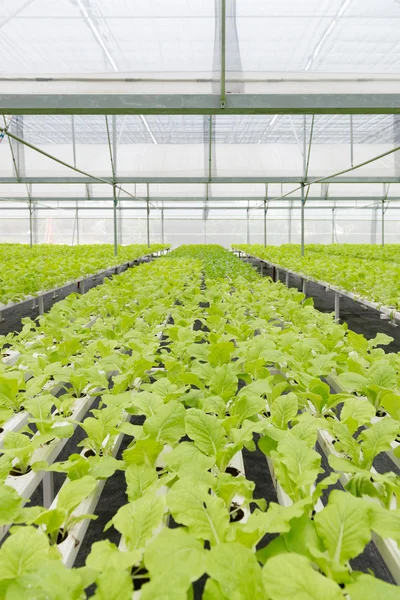 The greening of the office building — Stock Photo, Image