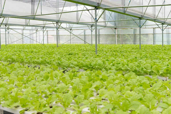 The greening of the office building — Stock Photo, Image