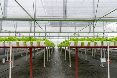 Sera iç organik sebze