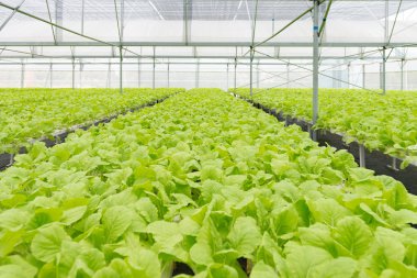 Sera iç organik sebze