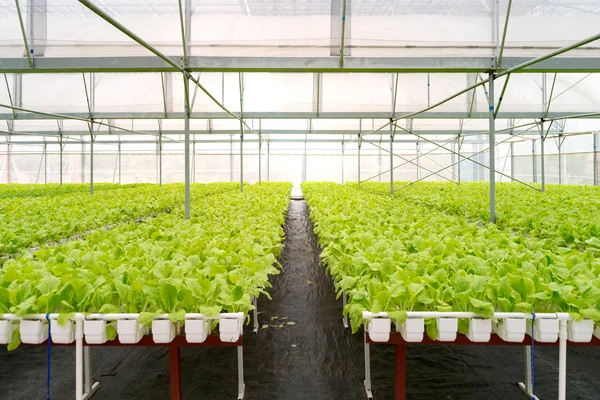 Organic vegetables of greenhouse interior — Stock Photo, Image