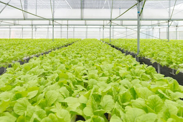 Sera iç organik sebze