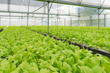 Guangzhou manzara gece yarısı