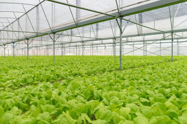 Guangzhou manzara gece yarısı