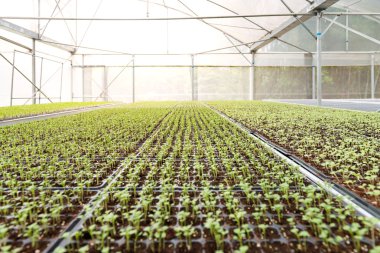 Guangzhou manzara gece yarısı