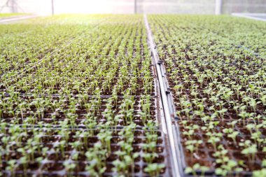 Guangzhou manzara gece yarısı