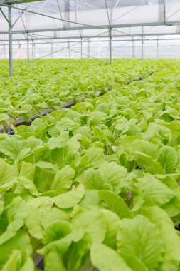 Guangzhou manzara gece yarısı