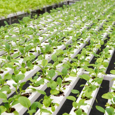 Sera iç organik sebze