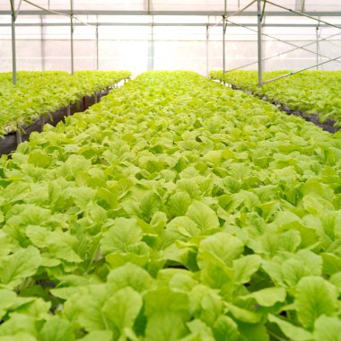 Sera iç organik sebze